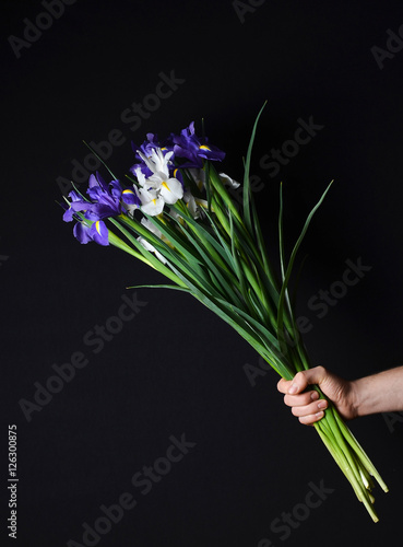 Bouquet of irises in a hand on a black background