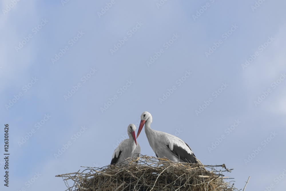 Stork Love