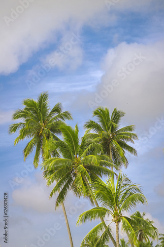 Palm trees against cloudy blue sky background