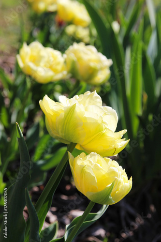 Fototapeta Naklejka Na Ścianę i Meble -  Tulip terry early 