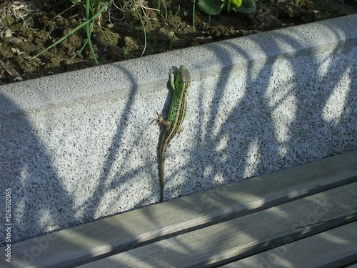 Fence lizard on wall