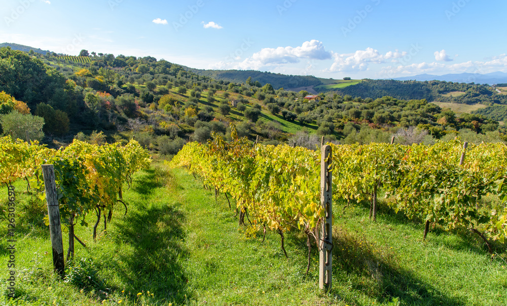 vineyard in autumn, tuscany, italy