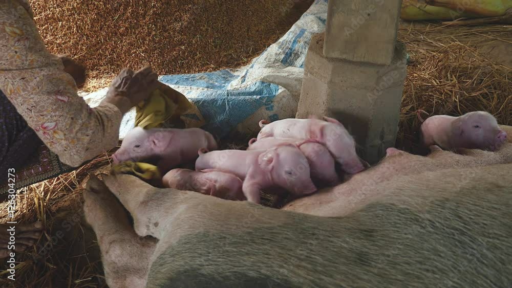 Woman wiping a newborn piglet down with a towel and cleaning off after ...