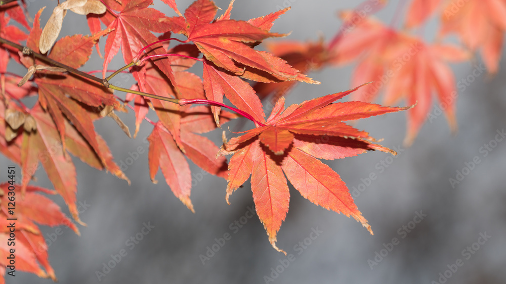 red maple leaves,Stanley park,English bay,Vancouver,BC,Canada red maple leaves,Stanley park,English bay,Vancouver,BC,Canada