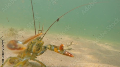 Big lobster in deffense on a sandy ocean floor bottom photo