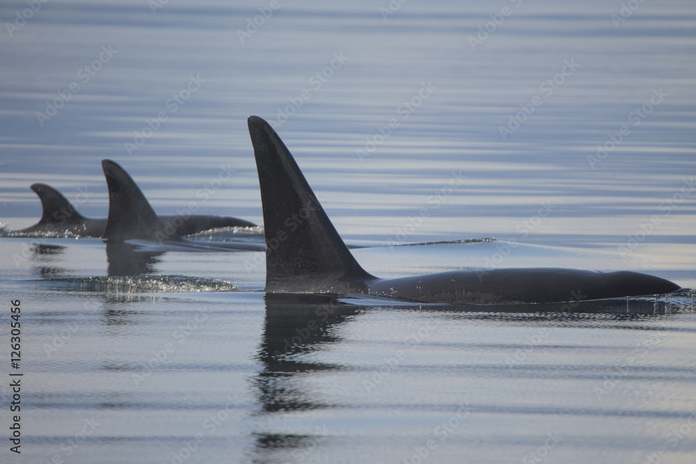 Obraz premium Rodzina Orca na Alasce