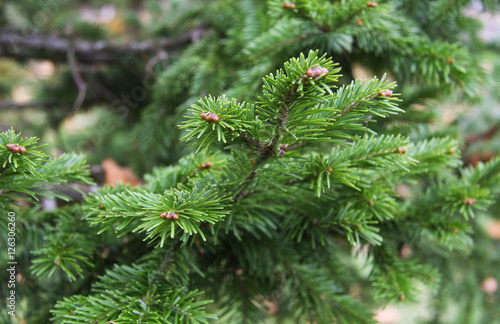 Branch of a fir tree