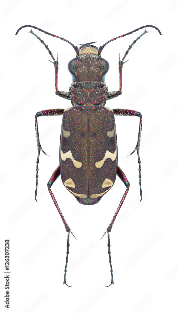 Beetle Cicindela soluta on a white background