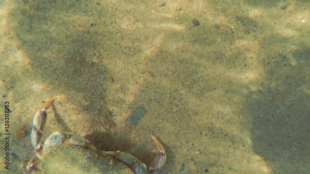 A beautiful sea crab walking along the ocean sandy floor A beautiful sea crab walking along the ocean sandy floor