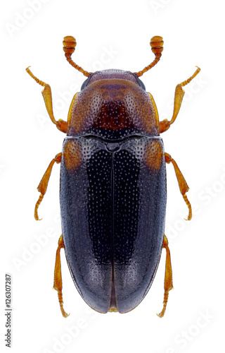 Beetle Dacne bipustulata on a white background © als