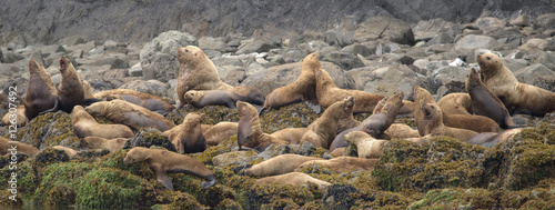 Steller Sea Lions Colony, Alaska
