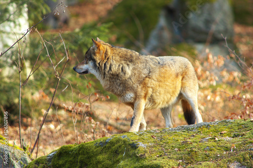 Alone Wolf in Forest
