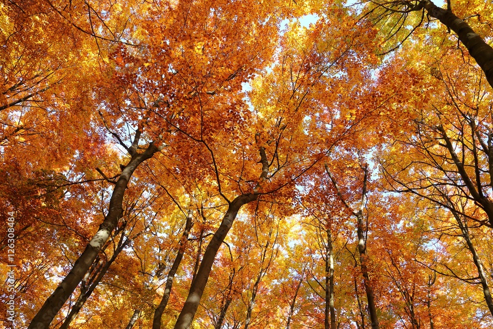 Autumn forest.