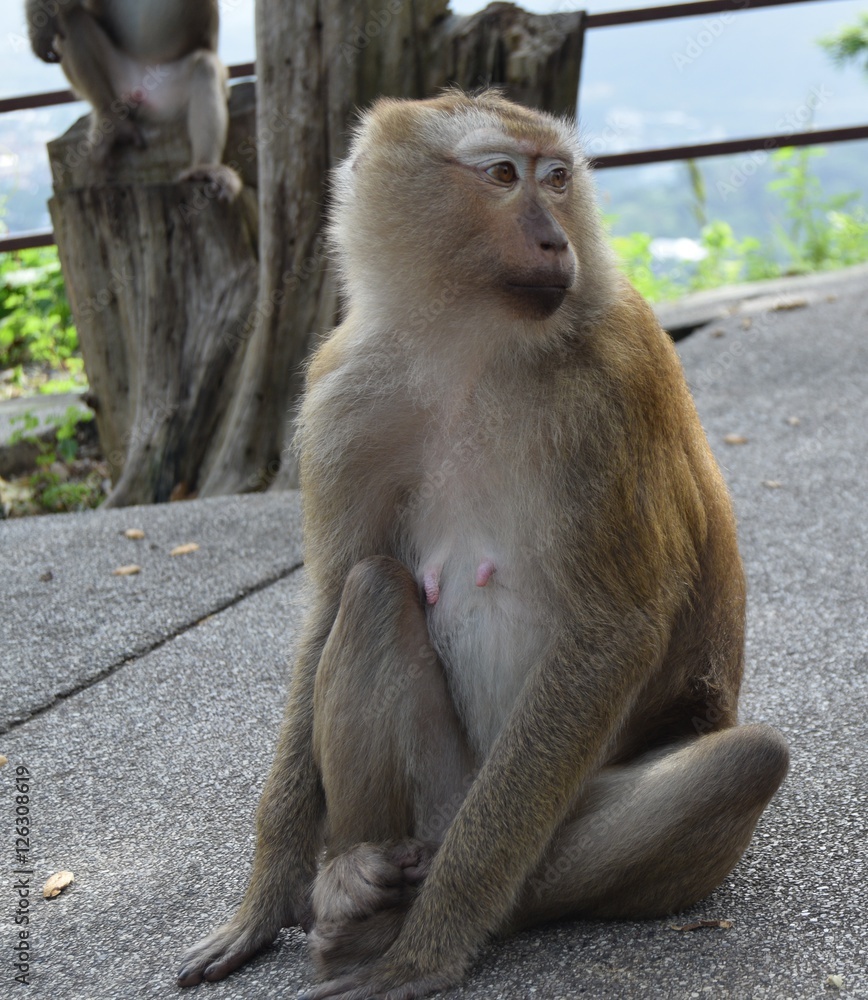 Monkey in forest in Thailand 