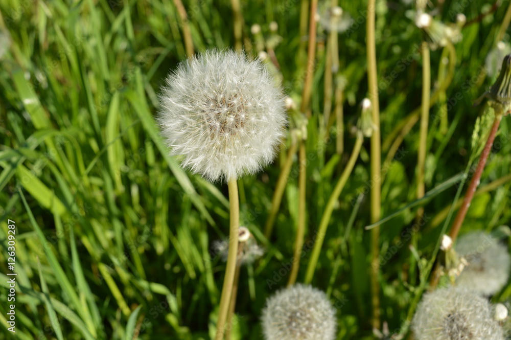 detail of beautiful dandelion with white fluff in sunny summer afternoon detail of beautiful dandelion with white fluff in sunny summer afternoon