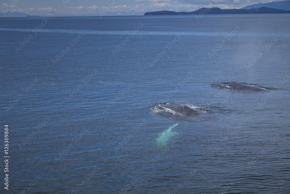 Obraz premium Humpback Whales in Clear Water