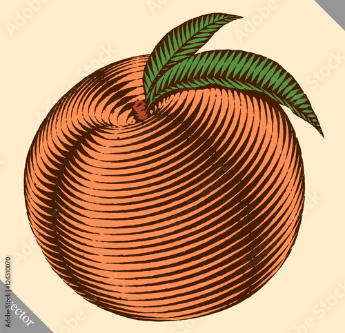 Engraved isolated engrave vector illustration of a peach