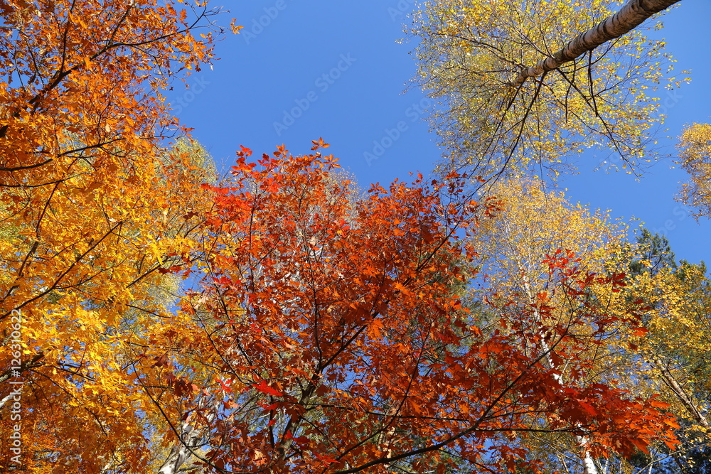 Fototapeta premium Autumn forest.