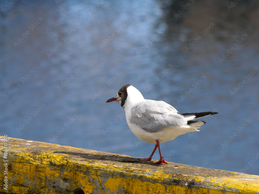 Fototapeta premium Lachmöwe
