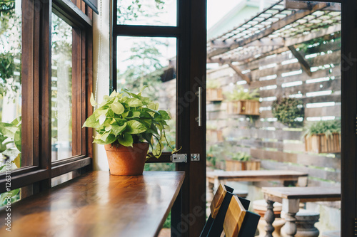 Green plant on table Daylight from window.