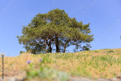 Trees in Bavarian Altmuhltal photo