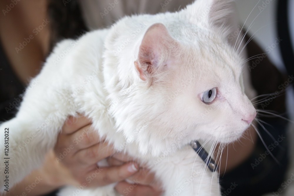 Beautiful white cat visiting veterinarian