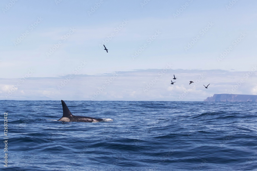 Fototapeta premium Orca or Killer Whale in the Tasman Sea in Tasmania, Australia 