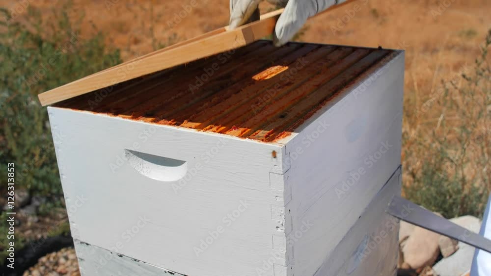 A beekeeper smokes his hive and checks his bees A beekeeper smokes his hive and checks his bees