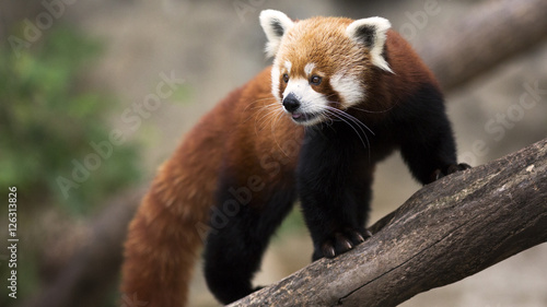 A red panda climbing