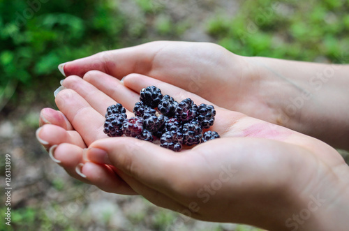 Fresh black raspberries in young woman's hands