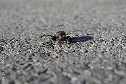 longhorn beetle on the black asphalt road background