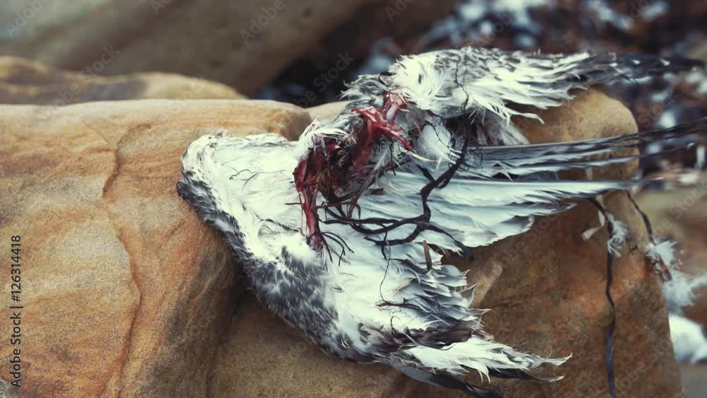 The carcass of a dead seagull after an eagle killed and at it The carcass of a dead seagull after an eagle killed and at it
