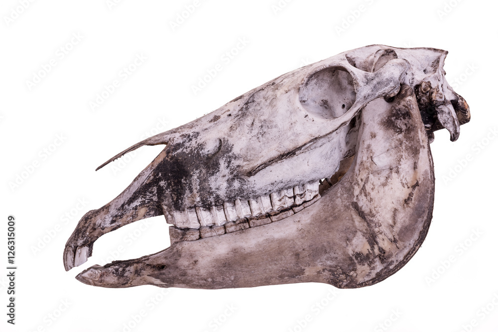 Horse skull. Complete horse skull isolated on a white background. Stock  Photo | Adobe Stock