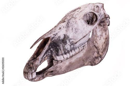Fototapeta Naklejka Na Ścianę i Meble -  Horse skull. Complete horse skull isolated on a white background.
