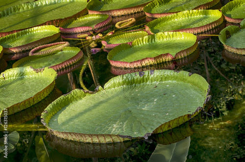 Fototapeta Naklejka Na Ścianę i Meble -  Victoria Regia.Amazonian water lilies in botanical garden of Villa Taranto by Lake Maggiore during Fall, Verbania, Italy