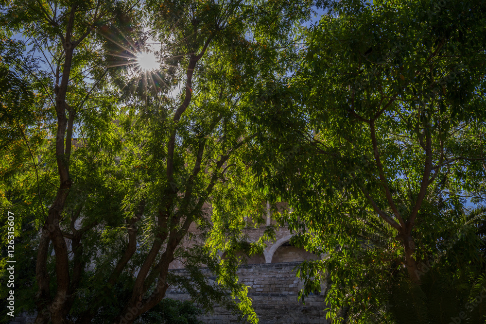 sun rays through leaves on tree on summers day sun rays through leaves on tree on summers day