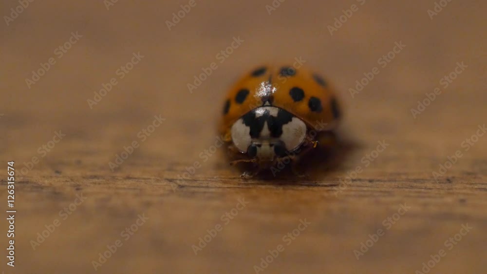 A macro shot of lady bug on wood A macro shot of lady bug on wood