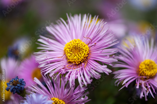 Closeup of purple daisy flowers