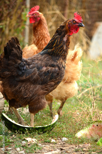  hens in the garden on a farm