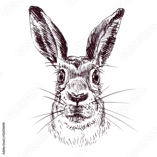 Rabbit, bunny, hare head isolated. Hand drawn pen, sketch, illustration