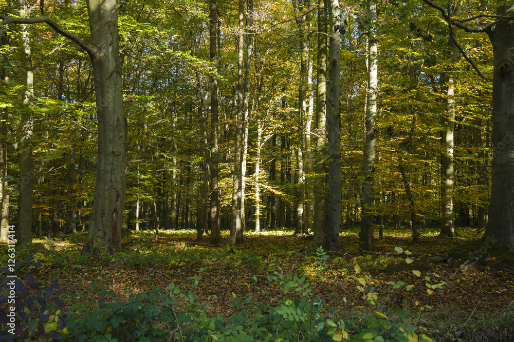 Obraz premium sonnendurchfluteter Herbstwald