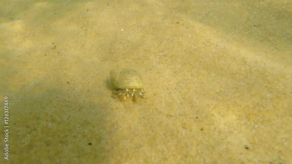 An underwater shot of ocean sand crab walking in sand on beach An underwater shot of ocean sand crab walking in sand on beach
