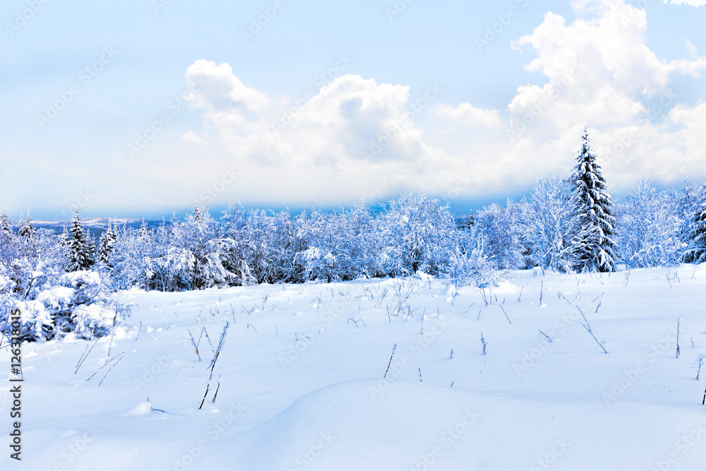 Winter forest against mountains Winter forest against mountains