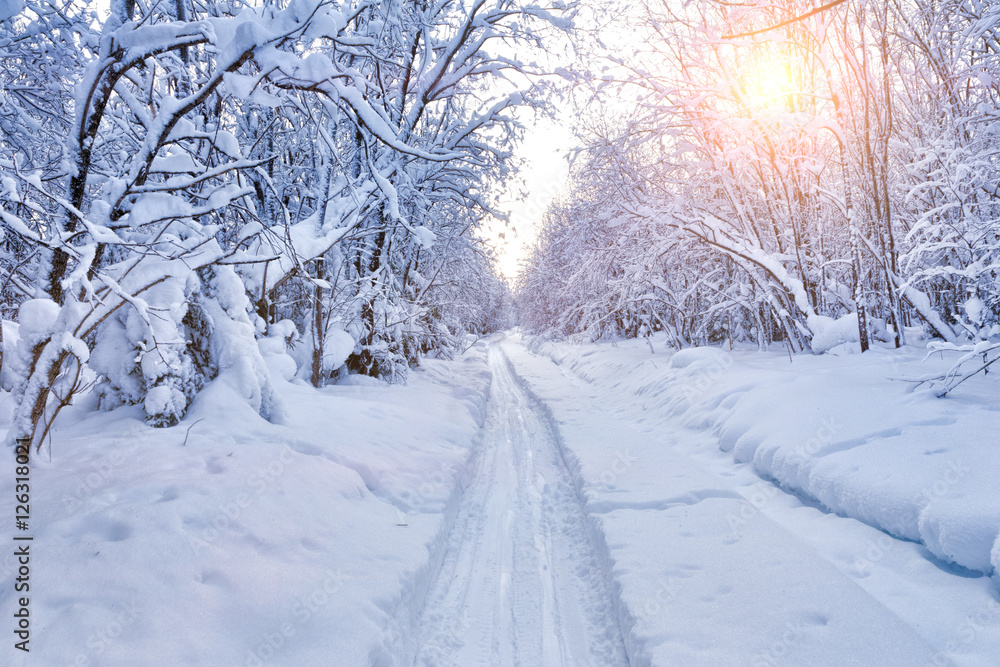 Sunny morning in the winter forest Sunny morning in the winter forest