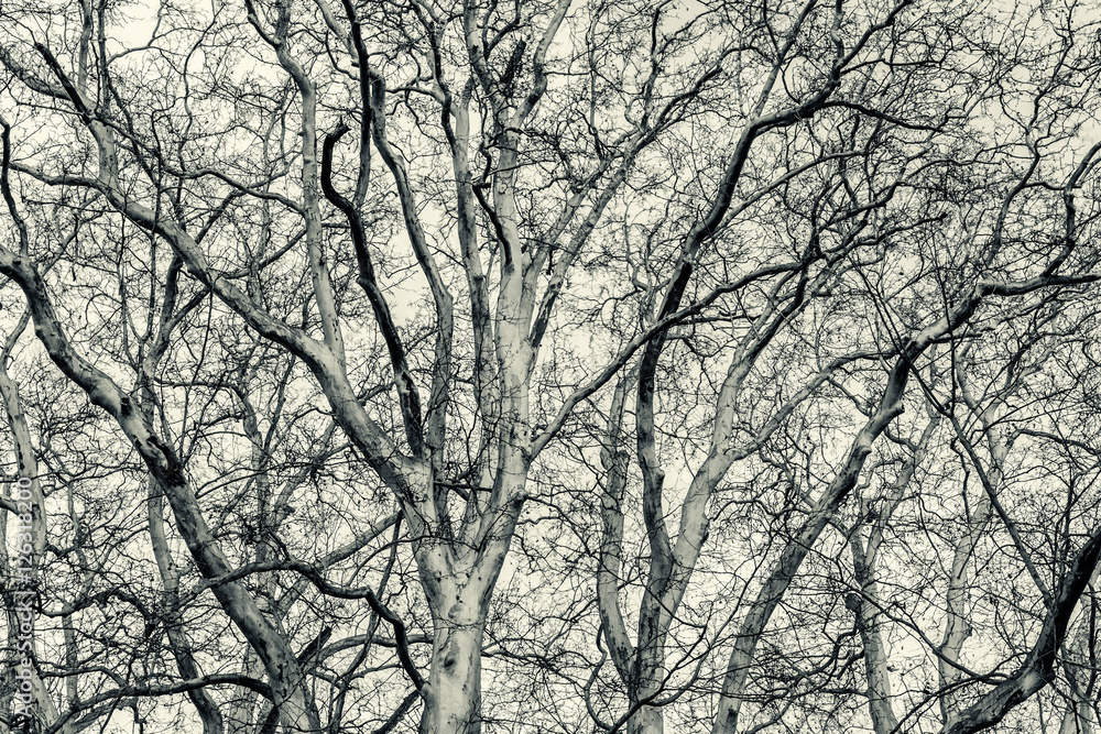 Black and white pattern of tree branches Black and white pattern of tree branches