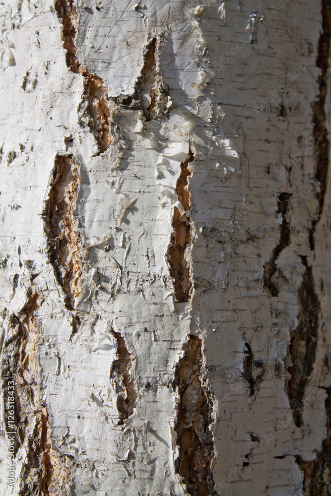 birch texture birch texture