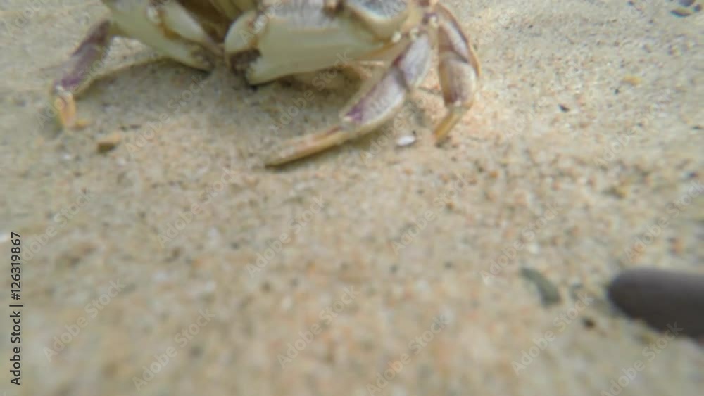Beautiful sea crab walking along the ocean sandy floor Beautiful sea crab walking along the ocean sandy floor