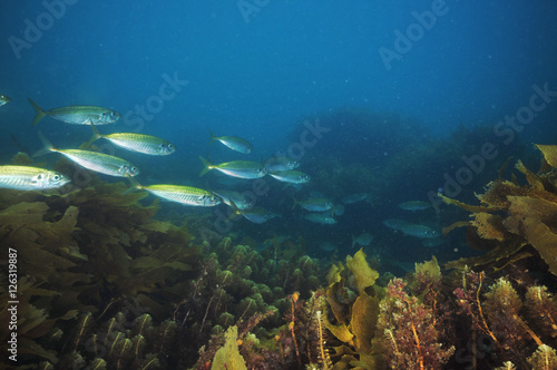 School of jack mackerel Trachurus novaezelandiae swimming above sea weeds.
