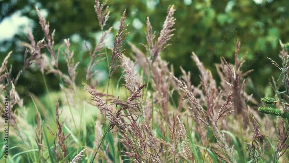 Slow Motion of tall green grass blowing in strong wind Slow Motion of tall green grass blowing in strong wind