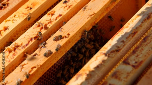 A closeup shot of bees in a bee hive